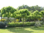 Mulberry Trees