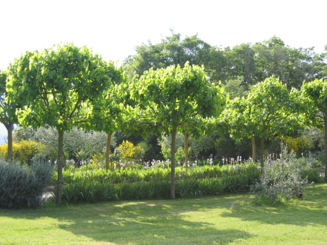 Mulberry Trees