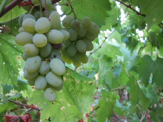 GRAPES