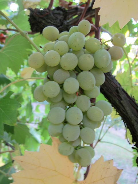 GRAPES