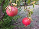 POMEGRANATE