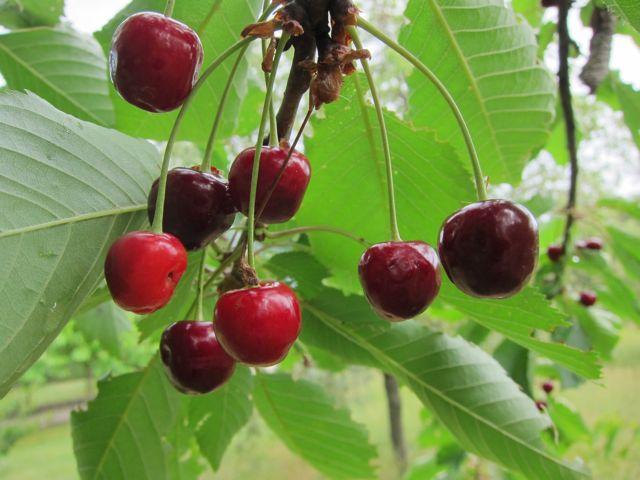 CHERRIES