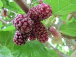MULBERRIES