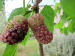 MULBERRIES