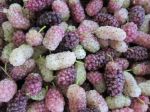 MULBERRIES