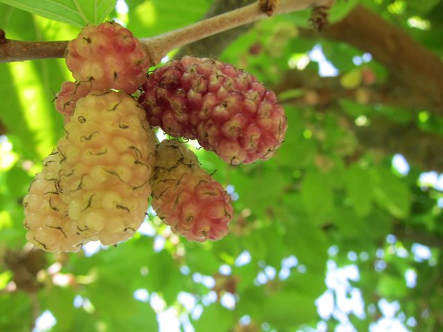 MULBERRIES