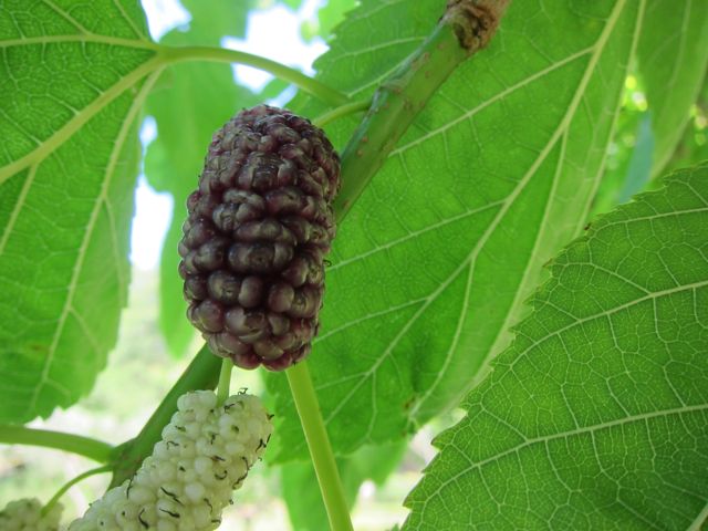 MULBERRIES