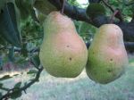 PEARS